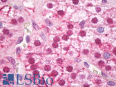 Anti-FTO Antibody (aa400-505) IHC-plus LS-B7788