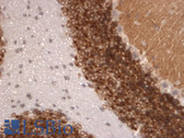 Anti-KCND2 / Kv4.2 Antibody (clone S57-1) IHC-plus LS-B7789