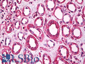 Anti-RGS22 Antibody IHC-plus LS-B7805