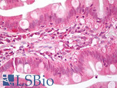Anti-MEIS1 Antibody (aa280-330) IHC-plus LS-B7807