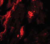 Anti-TFEB Antibody IHC-plus LS-B7815