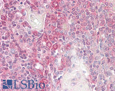 Anti-BID Antibody IHC-plus LS-B7843