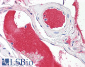 Anti-A1BG Antibody IHC-plus LS-B7846