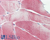 Anti-SMAD2 Antibody IHC-plus LS-B7850