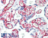 Anti-CD34 Antibody (clone 4H11) IHC-plus LS-B7853