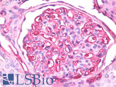 Anti-APOE / Apolipoprotein E Antibody IHC-plus LS-B7857