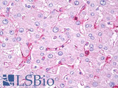 Anti-CD14 Antibody (Internal, clone EPR3653) IHC-plus LS-B7862