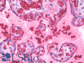 Anti-Hemoglobin Antibody IHC-plus LS-B7868