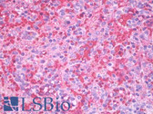 Anti-Hemoglobin Antibody (clone HB11-203.1) IHC-plus LS-B7869