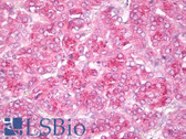 Anti-GIT2 Antibody (clone 3B5-B9) IHC-plus LS-B7870