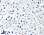 Anti-NANOG Antibody (clone hNanog.2) IHC-plus LS-B7871