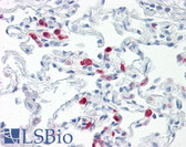 Anti-TLR9 Antibody (clone 72-1665) IHC-plus LS-B7876