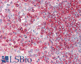Anti-CD45RA Antibody (clone JS-83) IHC-plus LS-B7881
