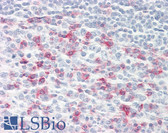 Anti-PDCD1 / CD279 / PD-1 Antibody (clone J116) IHC-plus LS-B7883