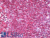 Anti-CD45RB Antibody (aa79-88, clone MEM-143) IHC-plus LS-B7886