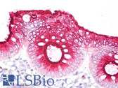 Anti-CD66acde Antibody (clone CLB-gran/10) IHC-plus LS-B7888