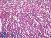 Anti-CD45 Antibody (clone BRA-55) IHC-plus LS-B7899