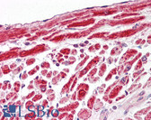 Anti-VDAC1 / PORIN Antibody (C-Terminus) IHC-plus LS-B7906