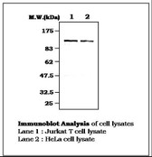 Anti-RBL2 / RB2 p130 Antibody (aa175-189) IHC-plus LS-B7909