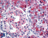 Anti-CDKN2A / p16INK4a Antibody (aa50-150) IHC-plus LS-B199