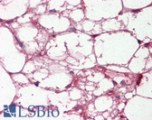 Anti-Complement C3c Antibody IHC-plus LS-B7910