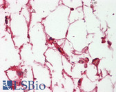 Anti-Complement C3c Antibody IHC-plus LS-B7932