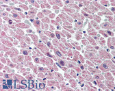 Anti-BMP10 Antibody (aa22-35) IHC-plus LS-B202