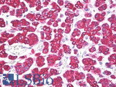 Anti-NPPB / BNP Antibody (clone 57H3) IHC-plus LS-B7942