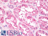 Anti-EIF3A Antibody (aa550-600) IHC-plus LS-B7957