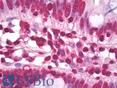 Anti-Histone H3.3 Antibody (aa100-150) IHC-plus LS-B7958