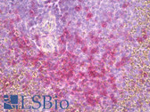Anti-CD45RO Antibody (clone UCHL-1) IHC-plus LS-B7967