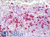 Anti-LF / LTF / Lactoferrin Antibody (clone 67D9) IHC-plus LS-B7968