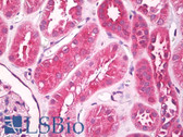 Anti-UNC5CL Antibody (aa40-70) IHC-plus LS-B7972