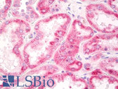 Anti-Mitochondria Antibody (clone 113-1) IHC-plus LS-B7980