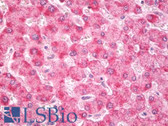 Anti-GSTK1 Antibody IHC-plus LS-B7981