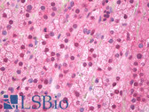 Anti-FTO Antibody (clone 5-2H10) IHC-plus LS-B7982