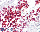 Anti-SOX17 Antibody (aa70-120) IHC-plus LS-B7986