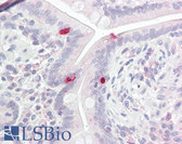Anti-BRN2 / POU3F2 Antibody (aa240-290) IHC-plus LS-B7993