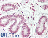 Anti-ZBTB2 Antibody (aa450-500) IHC-plus LS-B7997