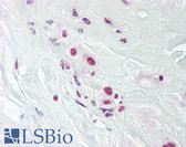 Anti-DPPA4 Antibody (aa1-50) IHC-plus LS-B7998