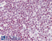 Anti-Histone H2A.X Antibody (aa50-100) IHC-plus LS-B7999