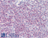 Anti-DLL1 Antibody (aa640-700) IHC-plus LS-B8000