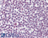 Anti-DDX18 Antibody (aa20-70) IHC-plus LS-B8001