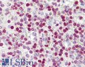 Anti-Histone H2A.X Antibody (aa100-143) IHC-plus LS-B8002