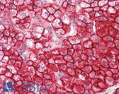 Anti-NUMB Antibody (aa1-50) IHC-plus LS-B8003
