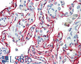 Anti-AGER / RAGE Antibody (aa350-400) IHC-plus LS-B8004