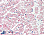 Anti-NLRX1 Antibody (aa580-630) IHC-plus LS-B8005