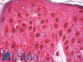Anti-GAPDH Antibody (clone 4G5) IHC-plus LS-B8020