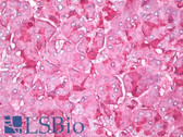 Anti-Chymotrypsin Antibody IHC-plus LS-B8028
