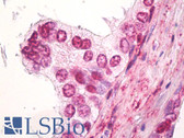 Anti-SS18 Antibody (aa1-50) IHC-plus LS-B8030